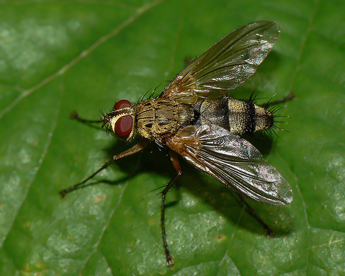 Da identificare